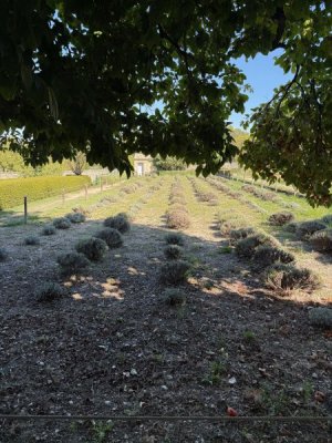 image1.jpeg