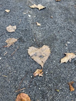 IMG_1841.jpeg