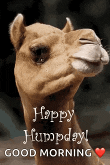 IMG_4785.gif