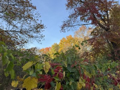 IMG_2036.jpeg