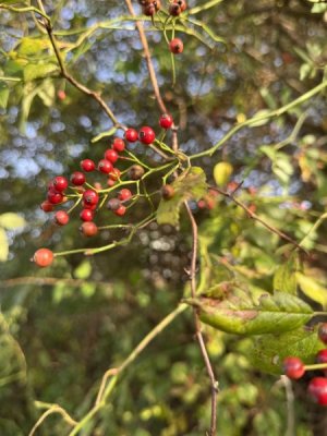 IMG_2038.jpeg