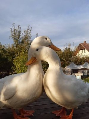 Ducks.jpg