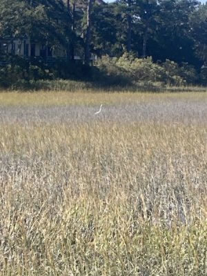 IMG_2084.jpeg