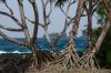 Maui_RTH 0833A.jpg