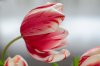 Tulips2014 icm.jpg