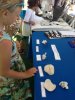 ashells.jpg
