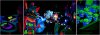 buzzcollage-2.jpg