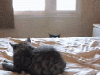 wathingyou.GIF