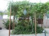 100_2836.JPG