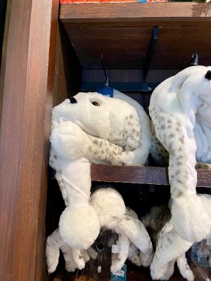 IMG_7135.jpeg IMG_7135.jpeg