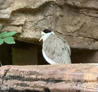 IMG_4991.jpeg IMG_4991.jpeg