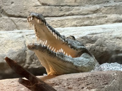 IMG_4989.jpeg IMG_4989.jpeg