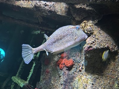 IMG_4870.jpeg IMG_4870.jpeg