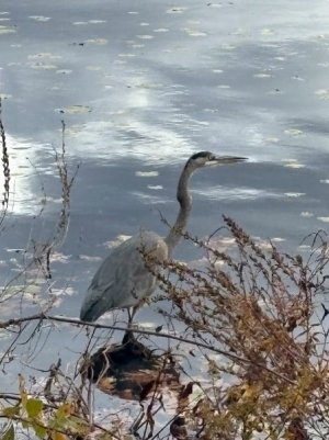 Heron at Lake Nov 25.jpg