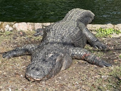 1762563527766.jpeg 1762563527766.jpeg