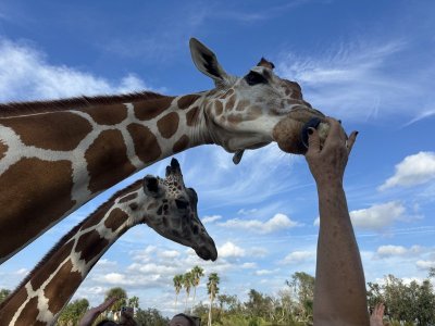 1762563932609.jpeg 1762563932609.jpeg