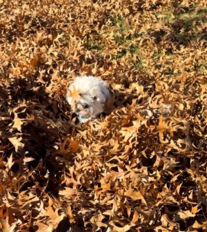 IMG_2726.jpeg IMG_2726.jpeg