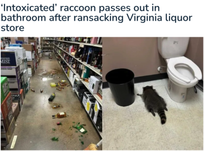 drunk racoon.png