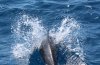 IMG_9868.jpg