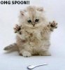 spoonie.jpg