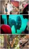 sdzoocollage-2.jpg