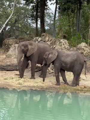 IMG_5039.jpeg IMG_5039.jpeg