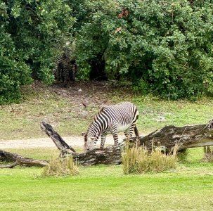 IMG_5027.jpeg IMG_5027.jpeg