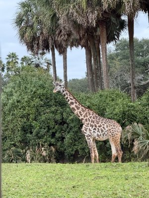 IMG_5029.jpeg IMG_5029.jpeg