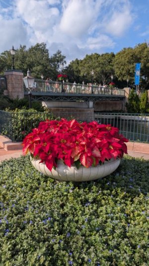 PXL_20251206_184153494.jpg PXL_20251206_184153494.jpg