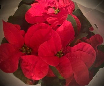 IMG_9755.jpeg IMG_9755.jpeg