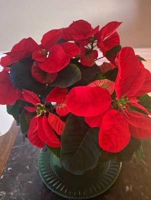 IMG_9752.jpeg IMG_9752.jpeg