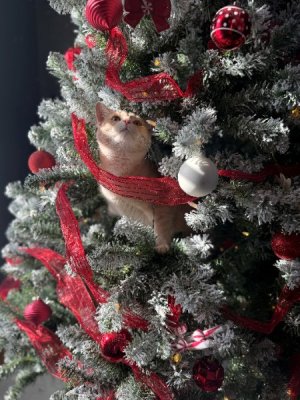 Dining Room Tree - Cat.jpg