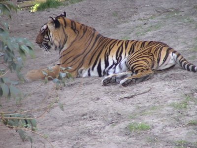 AK - Jungle Trek 1.JPG