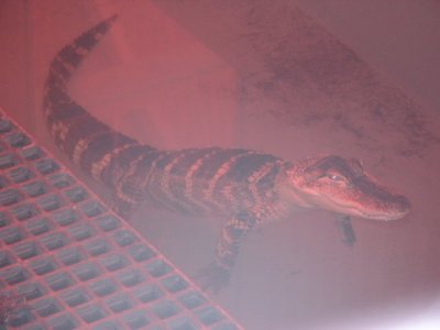 Epcot - Behind the Seeds 6.JPG