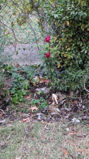 PXL_20251119_214025753.jpg PXL_20251119_214025753.jpg