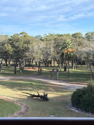 IMG_6069.JPG IMG_6069.JPG