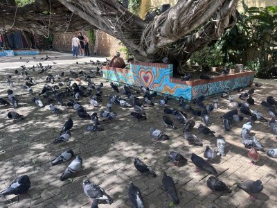 Pigeon Park.jpeg Pigeon Park.jpeg