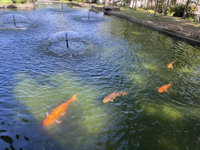 Fish Pond.jpeg Fish Pond.jpeg
