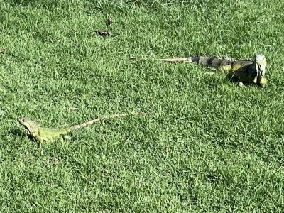 Iguana.jpeg Iguana.jpeg