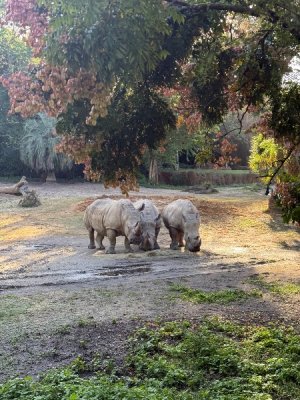 IMG_3341.jpeg IMG_3341.jpeg