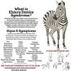 edszebra.jpg
