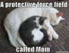 protective-force-field-called-mom-funny-cat-2.jpeg
