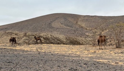 camels_foraging_1.jpg