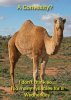 camel-free-hd-wallpapers.jpg
