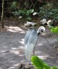 whitebird.jpg