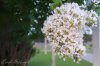 Flowers (1 of 1).jpg