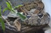 DSC_1741.jpg