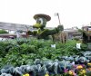 Donald topiary.jpg