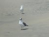 birds.jpg