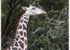 Giraffee 1.jpg